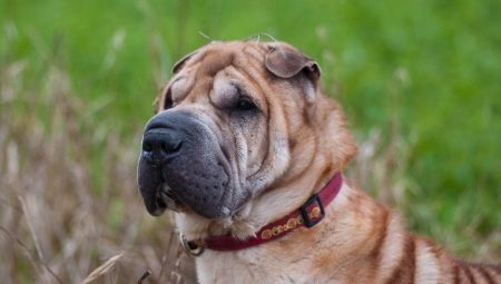 How long do Shar Pei live and what does it depend on?