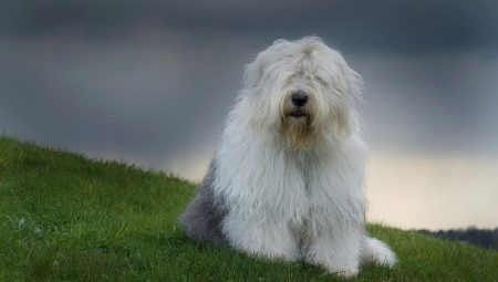 כלבי בובטאיל: תיאור של רועים אנגלים ישנים, ניואנסים של התוכן שלהם