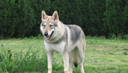 Perros que parecen lobos: descripción de la raza