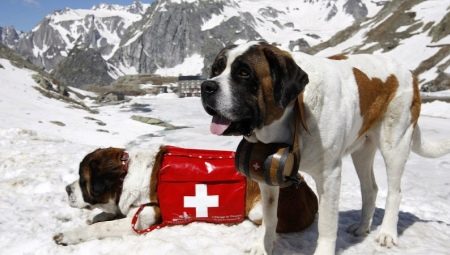 Megmentő kutyák: különböző fajták, különösen a képzés