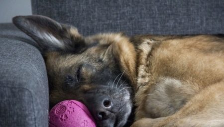 The maintenance of German shepherds in the apartment