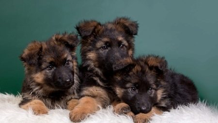 Content German Shepherd Puppies