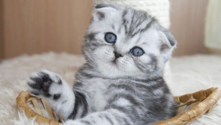 List of names for Scottish Fold cats