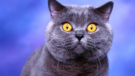 قائمة الأسماء المستعارة للقطط البريطانية والقطط