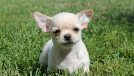 List of names for chihuahua boys