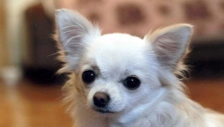 A népszerű becenevek listája Chihuahua számára