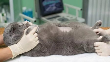 Sterilization and castration of British cats and cats