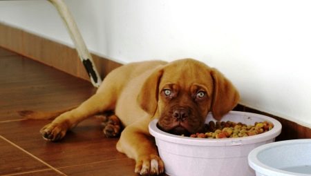 Droog puppyvoer: kenmerken, keuzes en voedingsregels