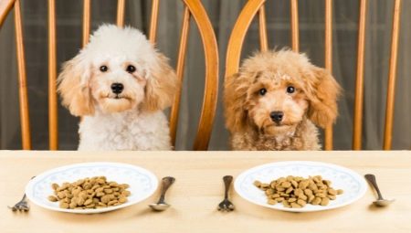 Alimentos secos para perros: clases, criterios de selección y normas de alimentación.