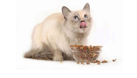 Makanan kering untuk kucing yang disterilkan: sifat, pengeluar, pilihan dan diet