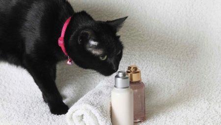 Droge shampoo voor katten: hoe te kiezen en gebruiken?
