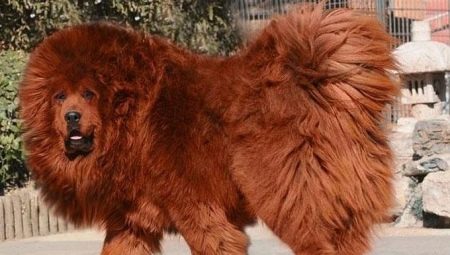 Tibetan Mastiff: breed characteristics, secrets of education and care