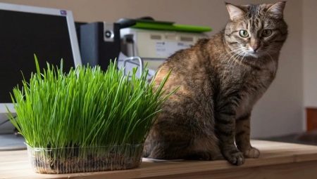 Fű macskák számára: mit szeretnek és hogyan kell nőni?