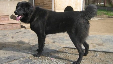 Tuvinian Shepherd Dogs: breed description and dog content