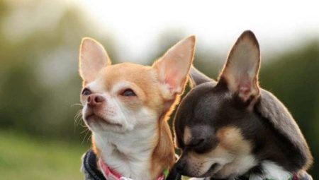 Conditions of detention and rules of care for Chihuahuas