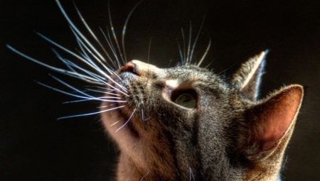 Cat's Whiskers: hoe heten ze, wat zijn hun functies, kunnen ze worden bijgesneden?