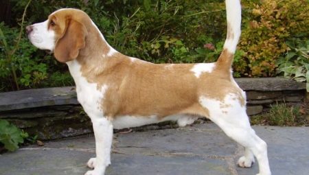 Variante de rase Beagle