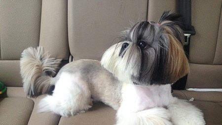 Options for haircuts for Shih Tzu