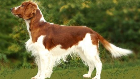 Welsh Springer Spaniel: breed description, rules of care