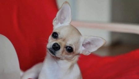 Types of color, content and training of smooth chihuahua