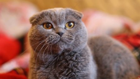 Lop-urechi pisici de culoare gri