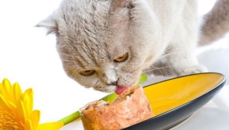 Wet cat food premium: components, brands, choice