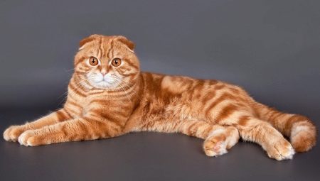 Raudonųjų škotų kačių išvaizda, pobūdis ir turinys