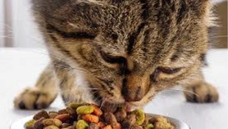 Este hrana uscata pentru pisici sau nu?