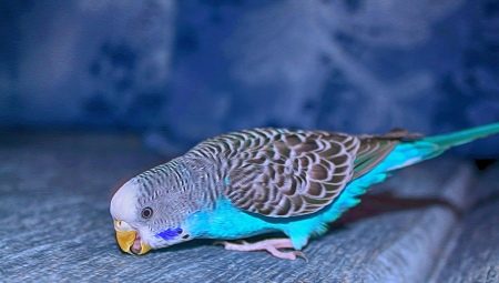 Tudo o que você precisa saber sobre papagaios azuis ondulados