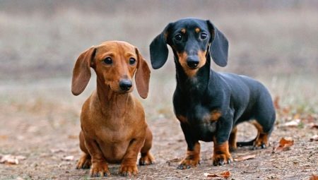 Everything you need to know about dwarf dachshunds