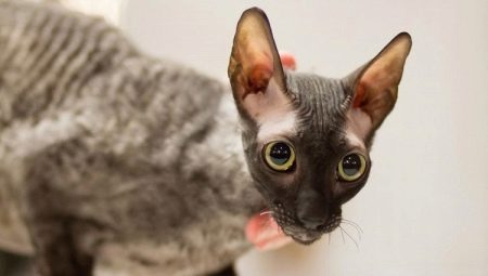 All you need to know about Cornish Rex cats
