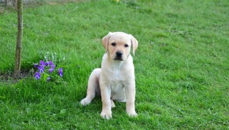 Todo lo que necesitas saber sobre un Labrador a la edad de 3 meses.
