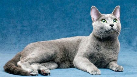 Todo lo que necesitas saber sobre los gatos azules rusos.