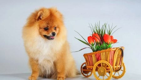All you need to know about the spitz-dog red color