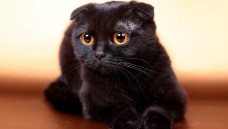 Alles over zwarte katten met hangoor oren