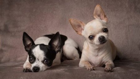 Semua tentang jenis Cobby Chihuahuas