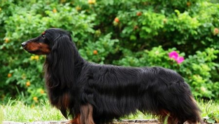 كل شيء عن الكلاب الألمانية ذات الشعر الطويل