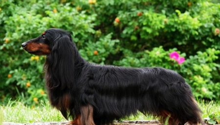 Semua tentang dachshunds berambut panjang