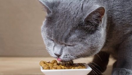 Vše o krmivech pro zlepšení srsti koček a koček