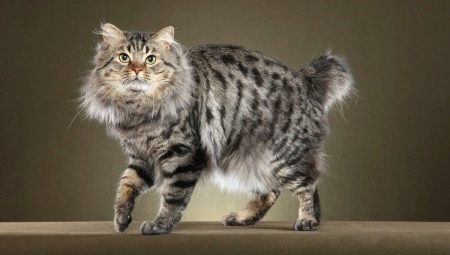 All about cats American bobtail