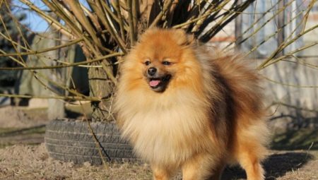 All about small German Spitz