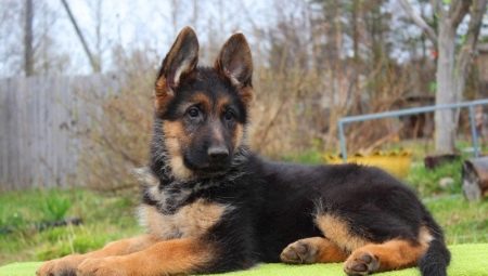 All about German shepherd dogs of black color