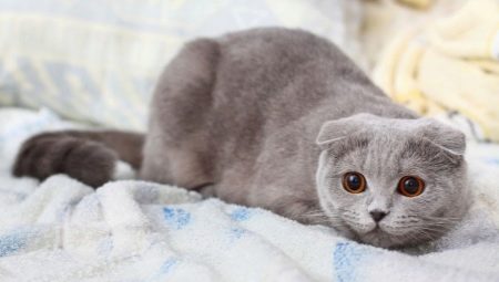 All about gray scottish cats