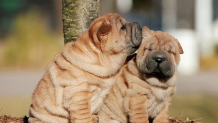 All about sharpei