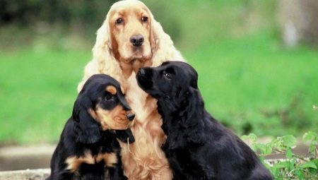 Alles over spaniels