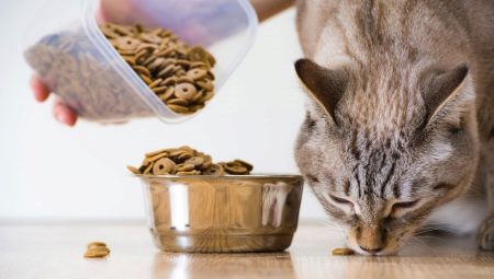 Kediler ve kediler için kuru yiyecekler hakkında