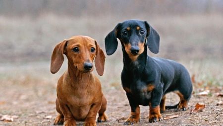 All about dachshunds