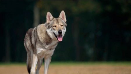 All about wolf dogs of Sarlos