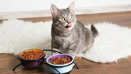 Escolhendo a comida de gato da mais alta qualidade