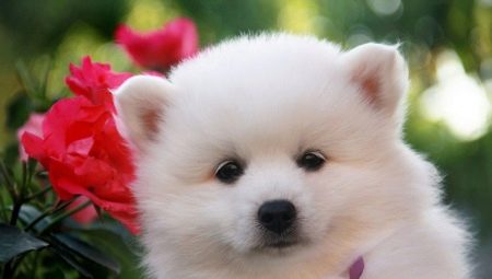 Japanese spitz: breed description, color options and rules of care
